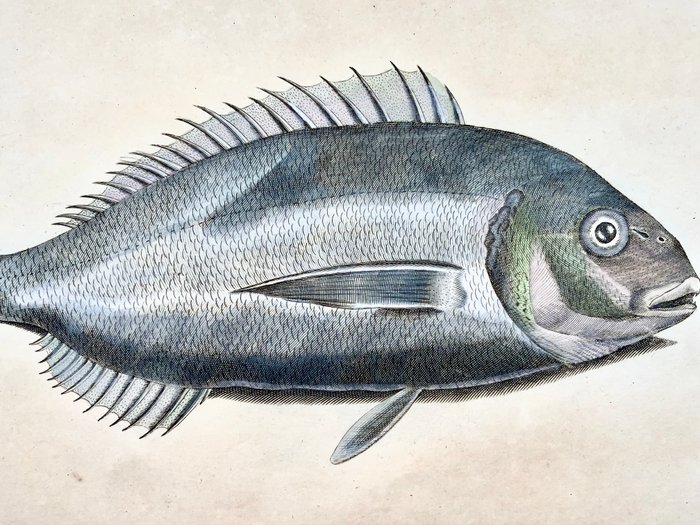 Paul van Somer (1577-1621) - Gilt Headed Sea Bream fish ichthyology large folio copper engraving - 1686