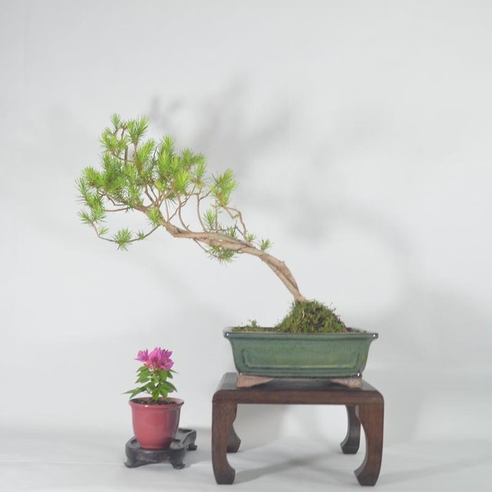 Fyrretræs bonsai (Pinus) - Højde (Træ): 38 cm - Dybde (Træ): 40 cm - Spanien