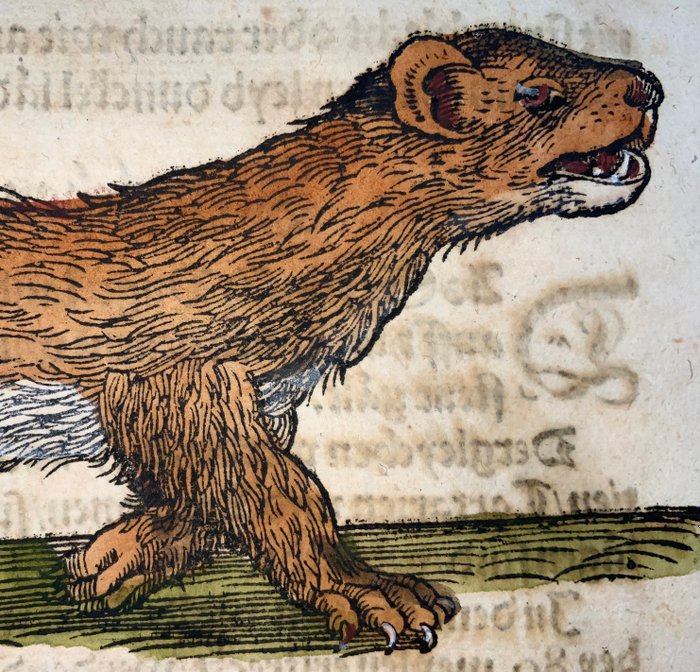 Conrad Gesner [Konrad Gessner] 1516-1565 - Weasel [ Wisele ], folio with woodcut - 1557 - 1557