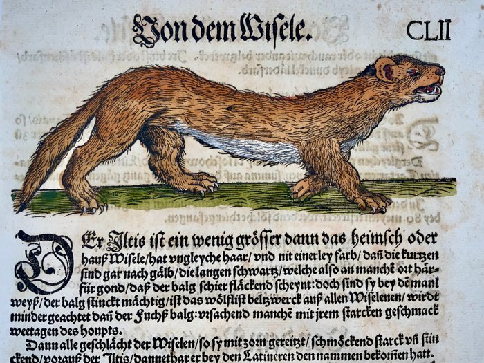 Conrad Gesner [Konrad Gessner] 1516-1565 - Weasel [ Wisele ], folio with woodcut - 1557 - 1557