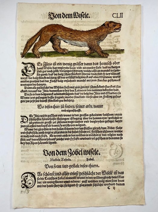 Conrad Gesner [Konrad Gessner] 1516-1565 - Weasel [ Wisele ], folio with woodcut - 1557 - 1557