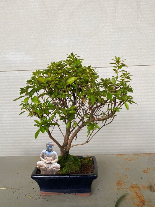 Azalea bonsai (Rhododendron) - Højde (Træ): 28 cm - Dybde (Træ): 25 cm - Belgien