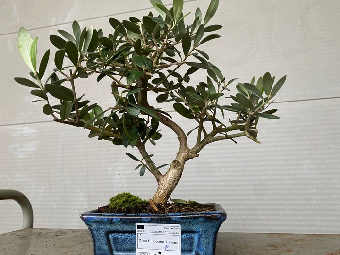 Oliven bonsai (Olea europaea) - Højde (Træ): 25 cm - Dybde (Træ): 25 cm - Portugal