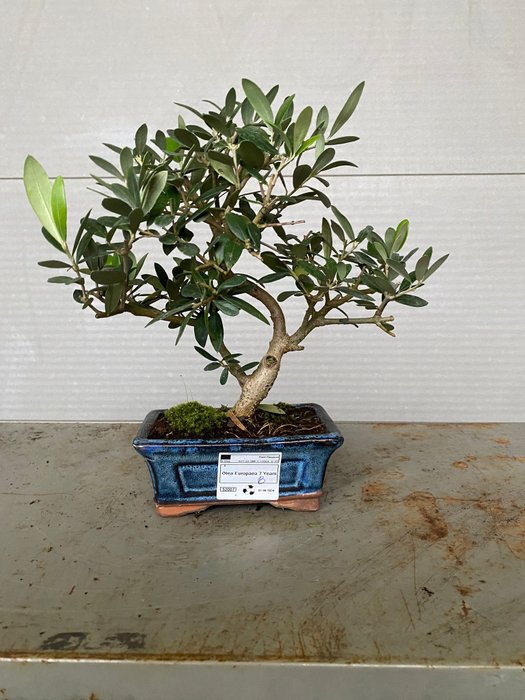 Oliven bonsai (Olea europaea) - Højde (Træ): 25 cm - Dybde (Træ): 25 cm - Portugal