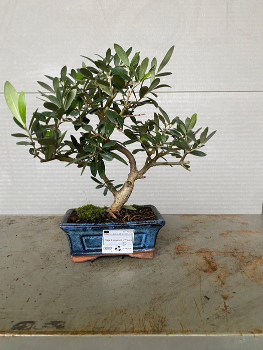 Oliven bonsai (Olea europaea) - Højde (Træ): 25 cm - Dybde (Træ): 25 cm - Portugal