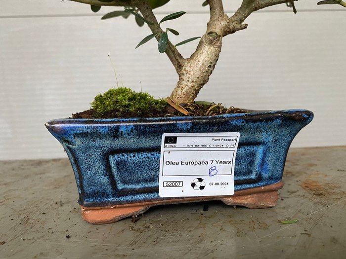 Oliven bonsai (Olea europaea) - Højde (Træ): 25 cm - Dybde (Træ): 25 cm - Portugal