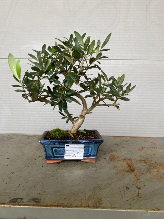 Oliven bonsai (Olea europaea) - Højde (Træ): 25 cm - Dybde (Træ): 25 cm - Portugal