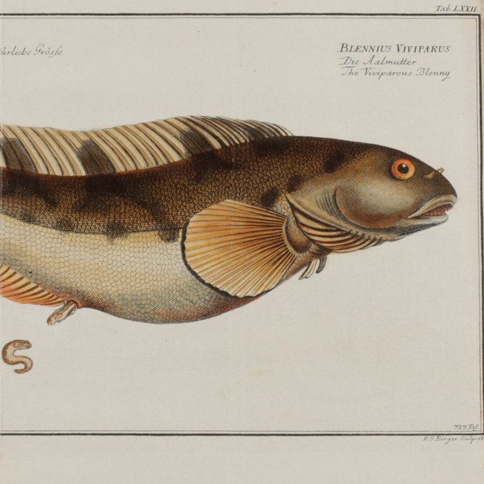 Bloch Marcus Elieser - Oeconomische Naturgeschichte der Fische Deutschlands - 1782-1784