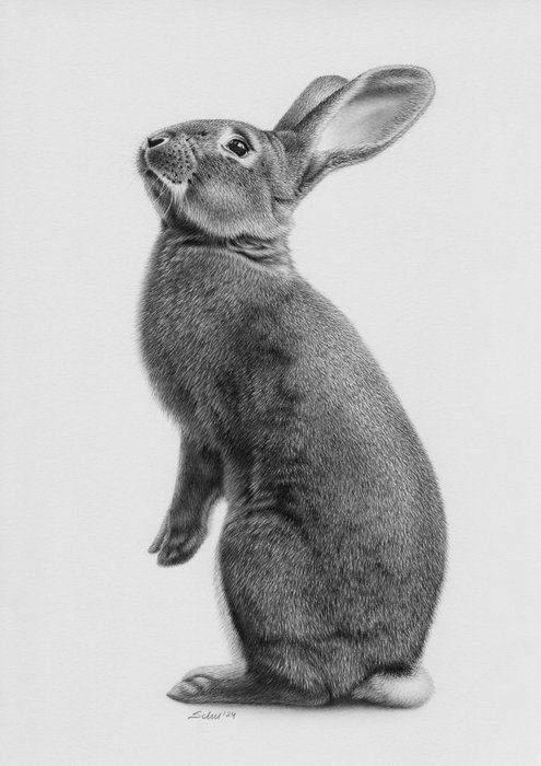 Schu - Rabbit