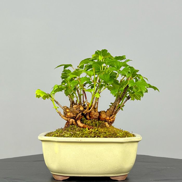 Viburnum - Højde (Træ): 17 cm - Dybde (Træ): 15 cm - Japan - Red Leaf Fall