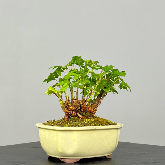 Viburnum - Højde (Træ): 17 cm - Dybde (Træ): 15 cm - Japan - Red Leaf Fall