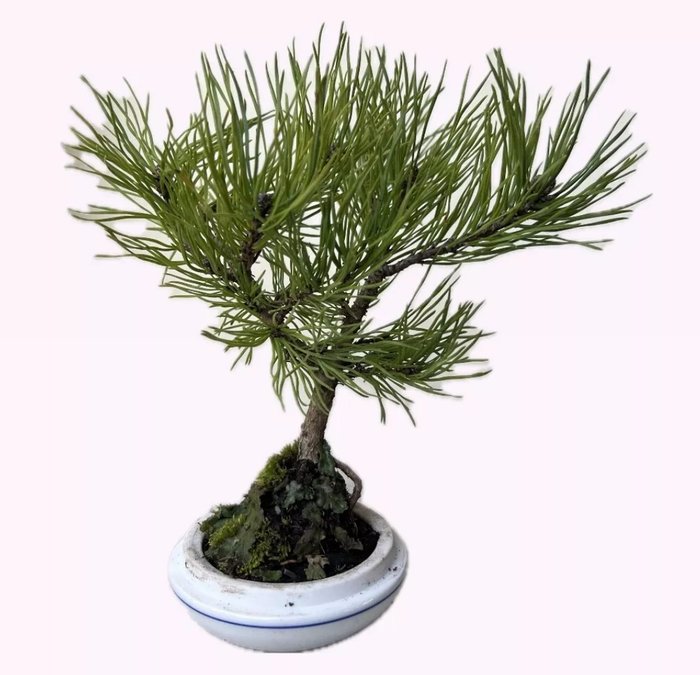 Fyrretræs bonsai (Pinus) - Højde (Træ): 15 cm - Dybde (Træ): 17 cm - Japan