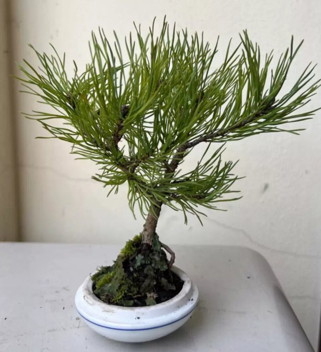 Fyrretræs bonsai (Pinus) - Højde (Træ): 15 cm - Dybde (Træ): 17 cm - Japan