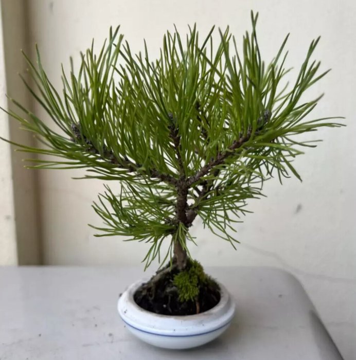 Fyrretræs bonsai (Pinus) - Højde (Træ): 15 cm - Dybde (Træ): 17 cm - Japan