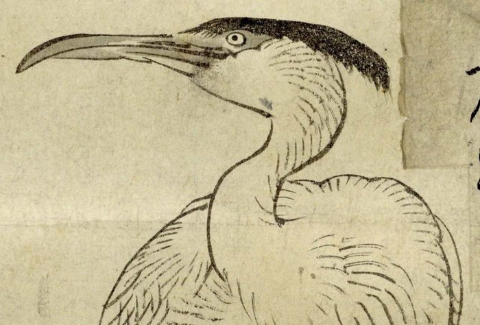 Hængende rullemaleri - Papir - Kono Bairei (1844-1895) - 'Tobigamo ni Gosa sagi' 飛鴨に五佐鷺 (Flying duck and Gosa heron) - Numbered 57 - Japan - Anden halvdel af 1800-tallet (Meiji-perioden)