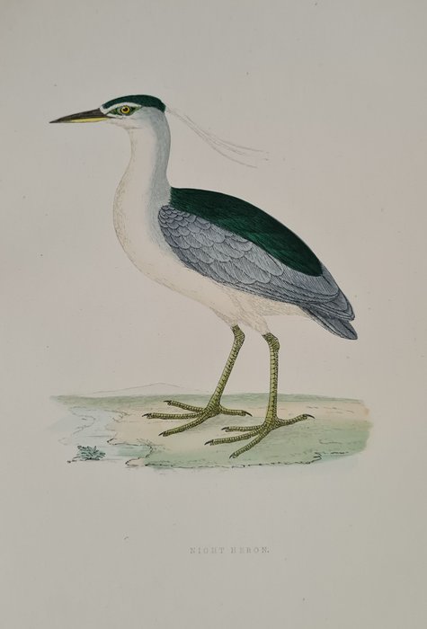 F O Morris Benjamin Fawcett - 30 handgekleurde prenten van Benjamin Fawcett strandlopers snip stormvogels piepers reiger - 1891