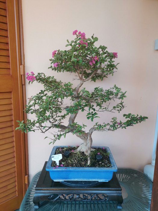 Bonsai lagerstroemia indica - Højde (Træ): 70 cm - Dybde (Træ): 50 cm - Asien