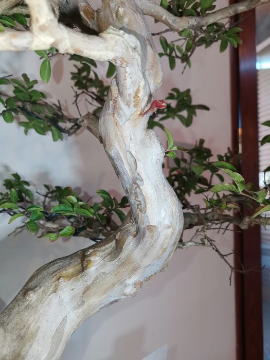 Bonsai lagerstroemia indica - Højde (Træ): 70 cm - Dybde (Træ): 50 cm - Asien