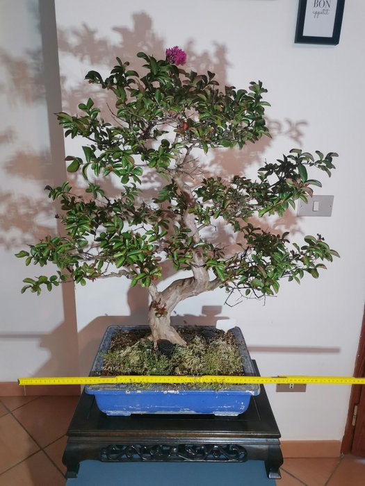 Bonsai lagerstroemia indica - Højde (Træ): 70 cm - Dybde (Træ): 50 cm - Asien