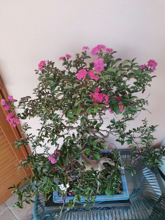 Bonsai lagerstroemia indica - Højde (Træ): 70 cm - Dybde (Træ): 50 cm - Asien