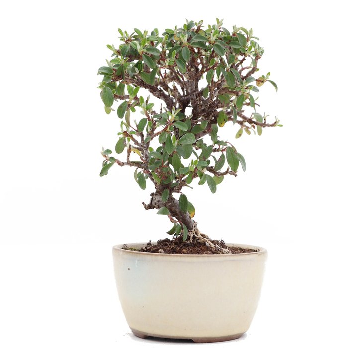 Cotoneaster bonsai - Højde (Træ): 145 mm - Dybde (Træ): 110 mm - Japan - med træ/plante pas