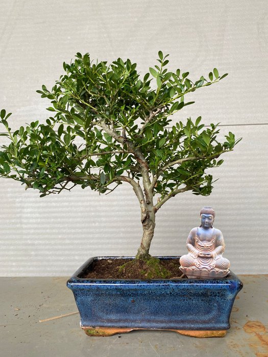 Japanese holly bonsai (Ilex crenata) - Højde (Træ): 27 cm - Dybde (Træ): 32 cm - Belgien