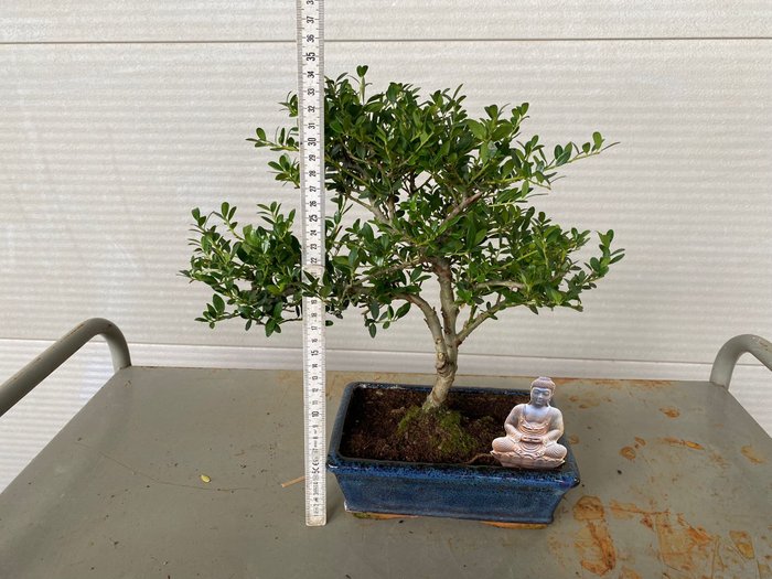 Japanese holly bonsai (Ilex crenata) - Højde (Træ): 27 cm - Dybde (Træ): 32 cm - Belgien