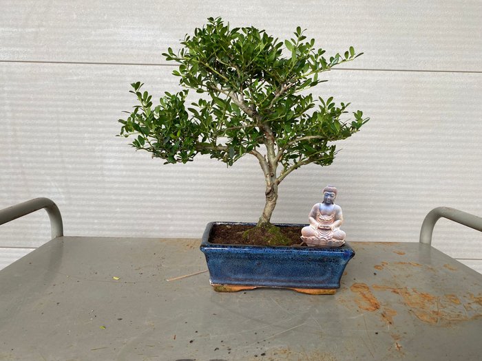 Japanese holly bonsai (Ilex crenata) - Højde (Træ): 27 cm - Dybde (Træ): 32 cm - Belgien