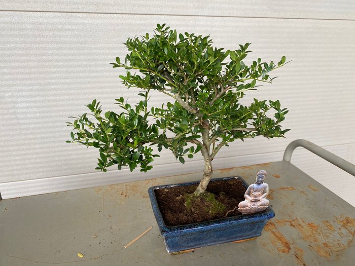 Japanese holly bonsai (Ilex crenata) - Højde (Træ): 27 cm - Dybde (Træ): 32 cm - Belgien