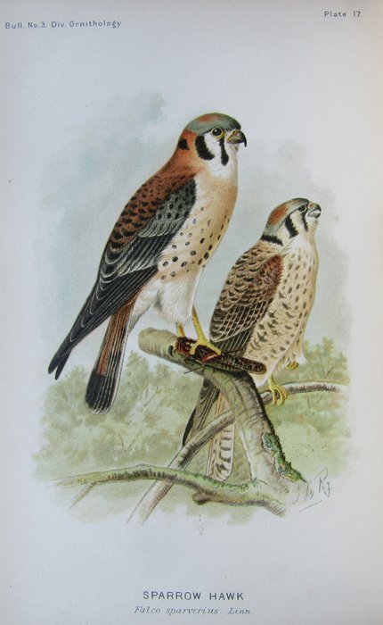 A. K. Fisher  Dr. C. Hart Merriam - The Hawks and Owls of the United States in their Relation to Agriculture - 1893