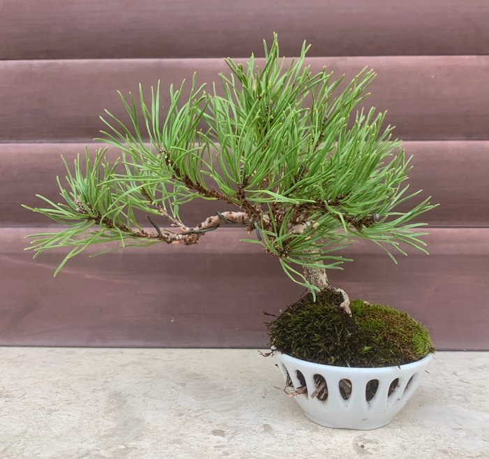 Fyrretræs bonsai (Pinus) - Højde (Træ): 14 cm - Dybde (Træ): 17 cm - Japan