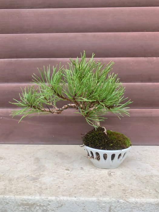 Fyrretræs bonsai (Pinus) - Højde (Træ): 14 cm - Dybde (Træ): 17 cm - Japan