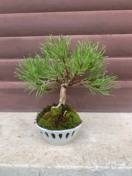 Fyrretræs bonsai (Pinus) - Højde (Træ): 14 cm - Dybde (Træ): 17 cm - Japan