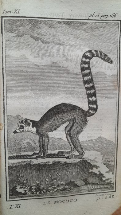 Buffon - Histoire naturelle : Les mammifères. Volume 11 - 1769