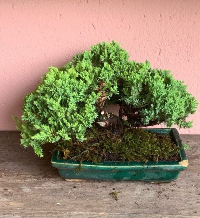 Enebærtræs bonsai (Juniperus) - Højde (Træ): 17 cm - Dybde (Træ): 27 cm - Japan