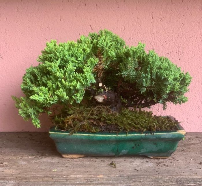 Enebærtræs bonsai (Juniperus) - Højde (Træ): 17 cm - Dybde (Træ): 27 cm - Japan