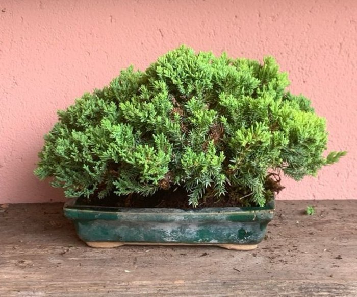 Enebærtræs bonsai (Juniperus) - Højde (Træ): 17 cm - Dybde (Træ): 27 cm - Japan