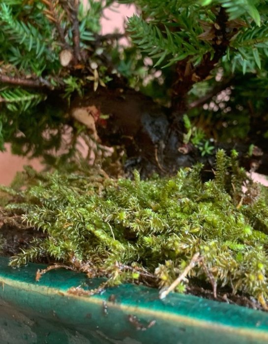 Enebærtræs bonsai (Juniperus) - Højde (Træ): 17 cm - Dybde (Træ): 27 cm - Japan