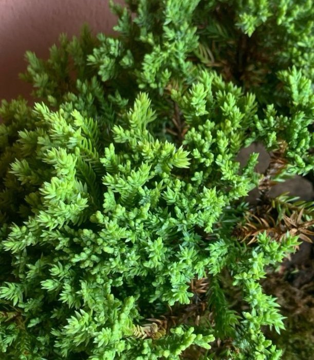 Enebærtræs bonsai (Juniperus) - Højde (Træ): 17 cm - Dybde (Træ): 27 cm - Japan