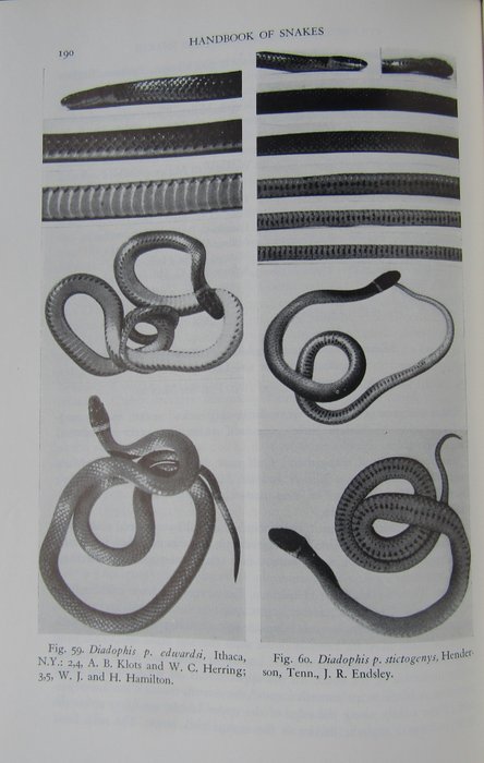 Albery Hazen Wright and Anna Allen Wright - Handbook of Snakes of the United States and Canada - 1975