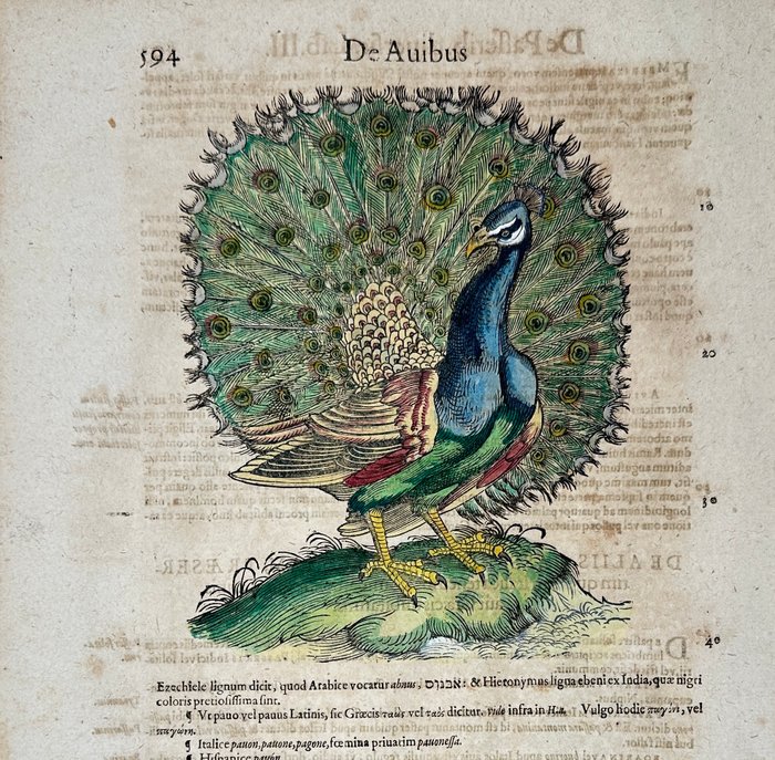 Conrad Gesner (1516-1565) - Historia animalium - Hand-coloured Woodcut - Peacock - Pfau