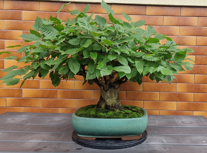 Avnbøgs bonsai (Carpinus) - Højde (Træ): 60 cm - Dybde (Træ): 50 cm - Polen - Carpinus bonsai