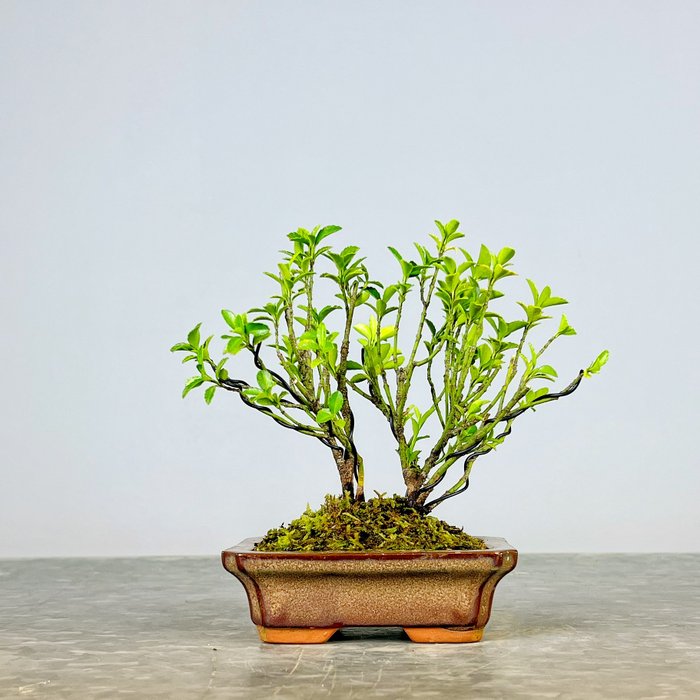 Evonymus - Højde (Træ): 15 cm - Dybde (Træ): 13 cm - Japan - Shohin