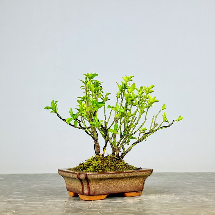 Evonymus - Højde (Træ): 15 cm - Dybde (Træ): 13 cm - Japan - Shohin