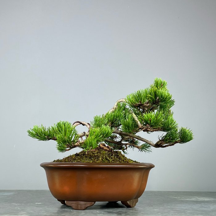 Fyrretræs bonsai (Pinus) - Højde (Træ): 30 cm - Dybde (Træ): 35 cm - Tyskland