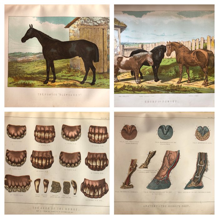 W.J. Miles - Modern Practical Farriery, A Complete System of the Veterinary Art as at Present Practised - 1906