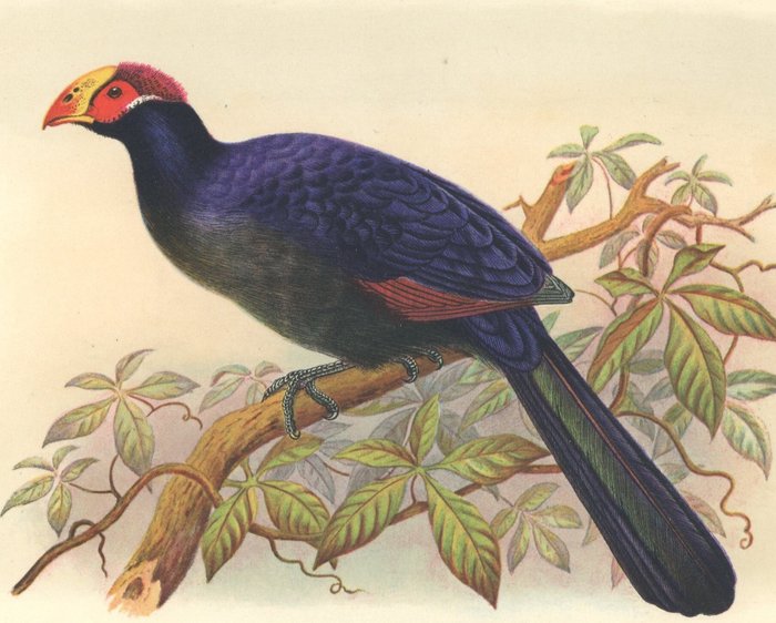 Henry Jones: 9 chromolithographs from Birds of Tropical West Africa by David A. Bannerman (London, - 1930