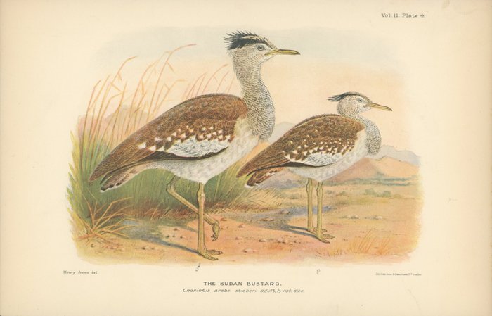 Henry Jones: 9 chromolithographs from Birds of Tropical West Africa by David A. Bannerman (London, - 1930