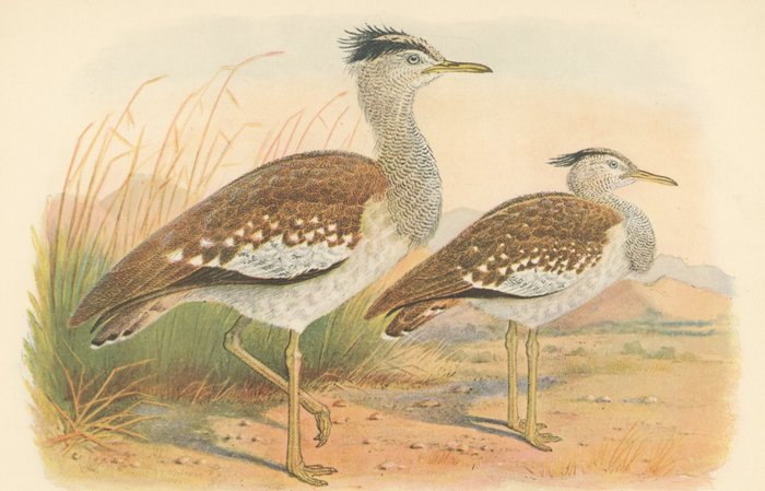 Henry Jones: 9 chromolithographs from Birds of Tropical West Africa by David A. Bannerman (London, - 1930