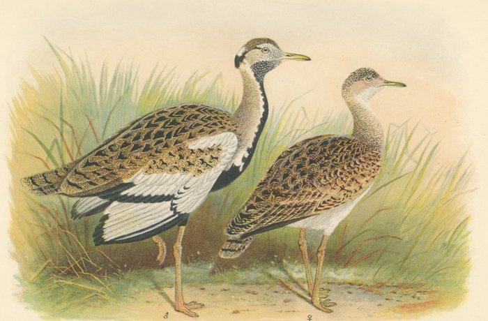 Henry Jones: 9 chromolithographs from Birds of Tropical West Africa by David A. Bannerman (London, - 1930